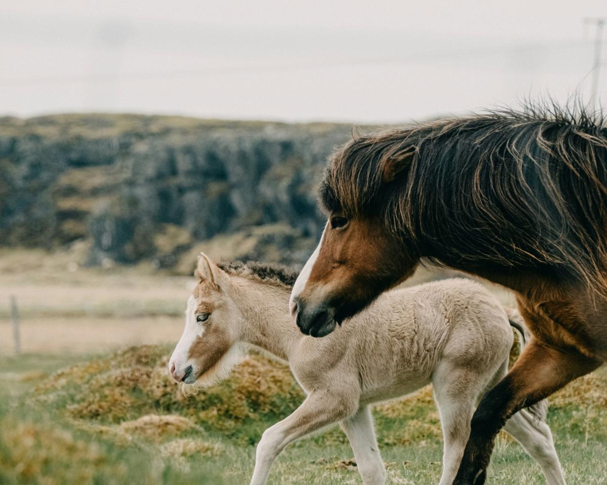 An Icelandic mare and her foal walking through a green field
