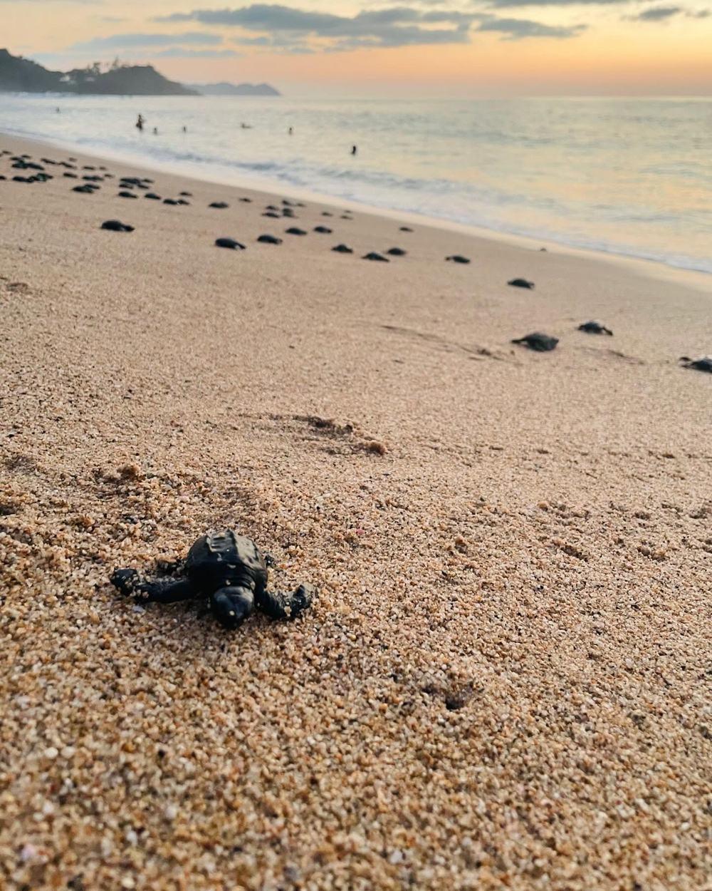 A baby sea turtle crossing the sand toward the ocean at sunset